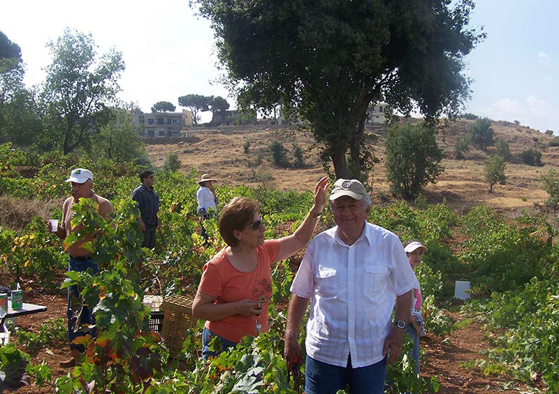 The vines at Mont d'Almaz
