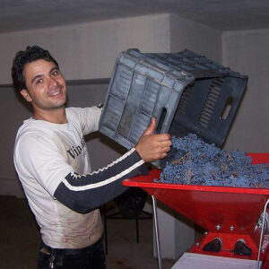 Freshly picked grapes going into the press